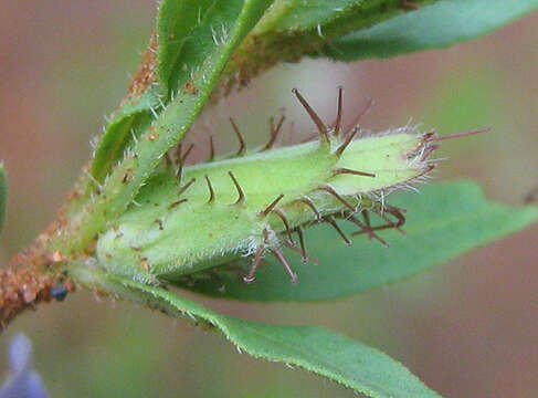 Image of Blepharis integrifolia (L. fil.) E. Mey. & Drege