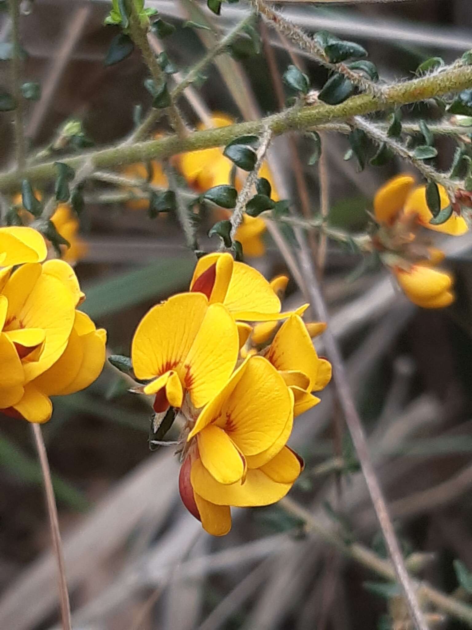 Image of Pultenaea stricta Sims