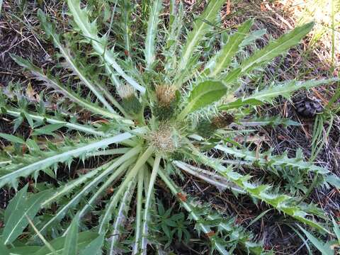 Image of Cirsium scariosum var. americanum (A. Gray) D. J. Keil