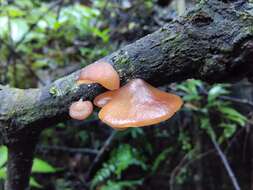 Image of Auricularia minor Kobayasi 1981