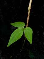 Image de Dioscorea quartiniana A. Rich.