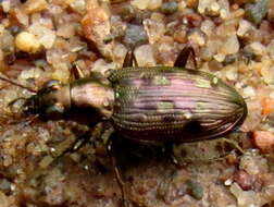 Plancia ëd Bembidion (Bracteon) inaequale Say 1823