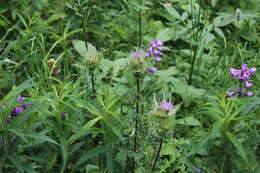 Image of Cirsium obvallatum (M. Bieb.) M. Bieb.