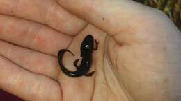 Image of Mexican black-spotted newt