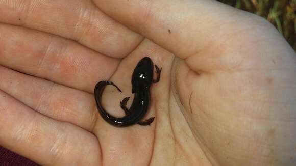 Image of Mexican black-spotted newt