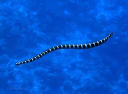 Image of Flat-tail Sea Snake