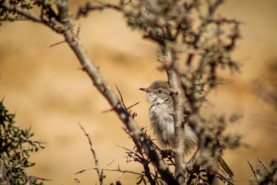 Image of Karoo Eremomela