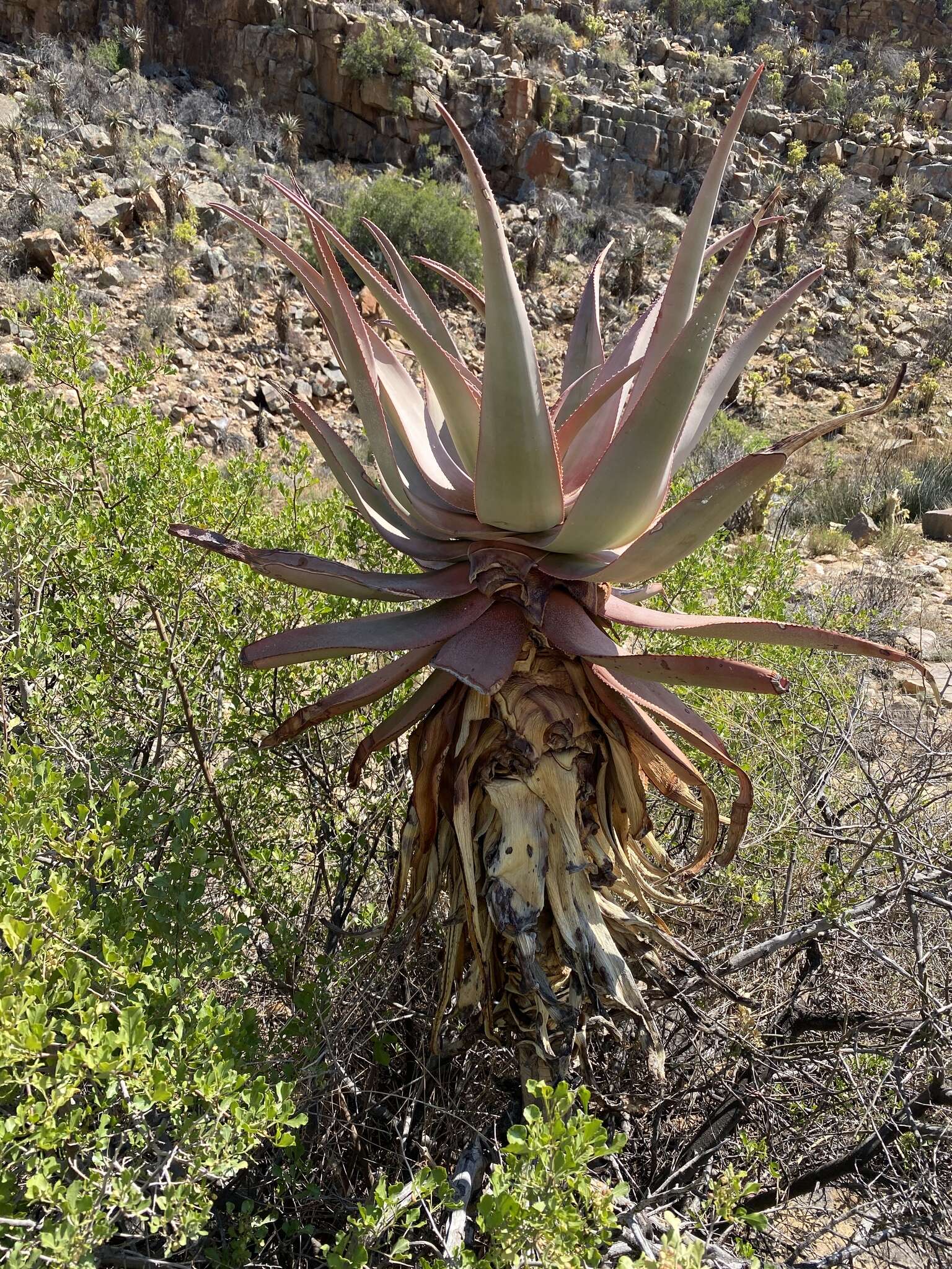 Image of Clanwilliam Aloe