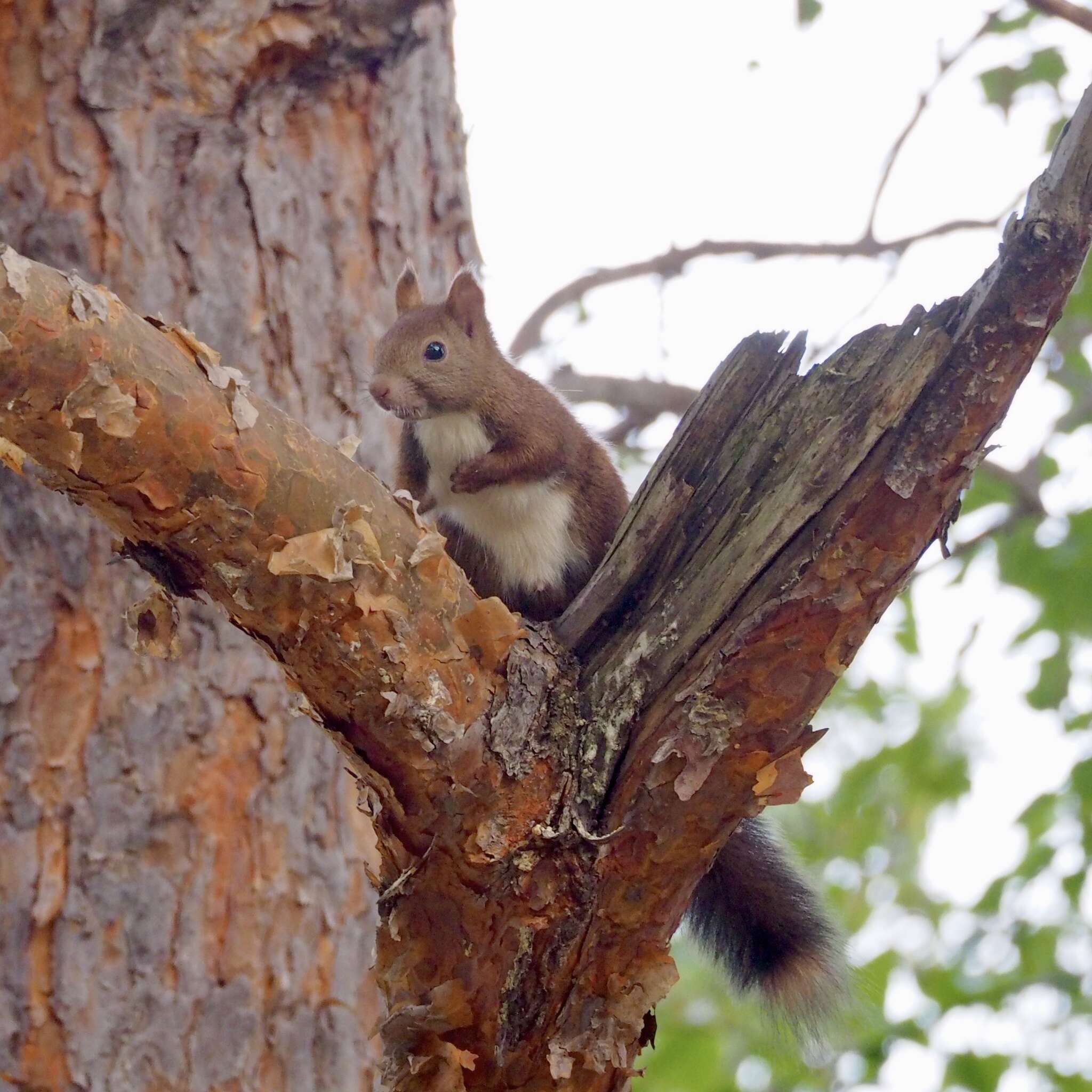 Слика од Sciurus vulgaris orientis Thomas 1906