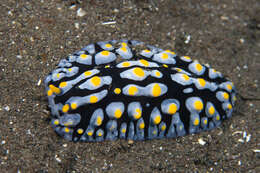 Image of Lumpy black bluegrey orange slug