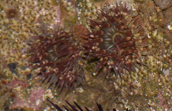 Image of Bunodosoma californicum Carlgren 1951