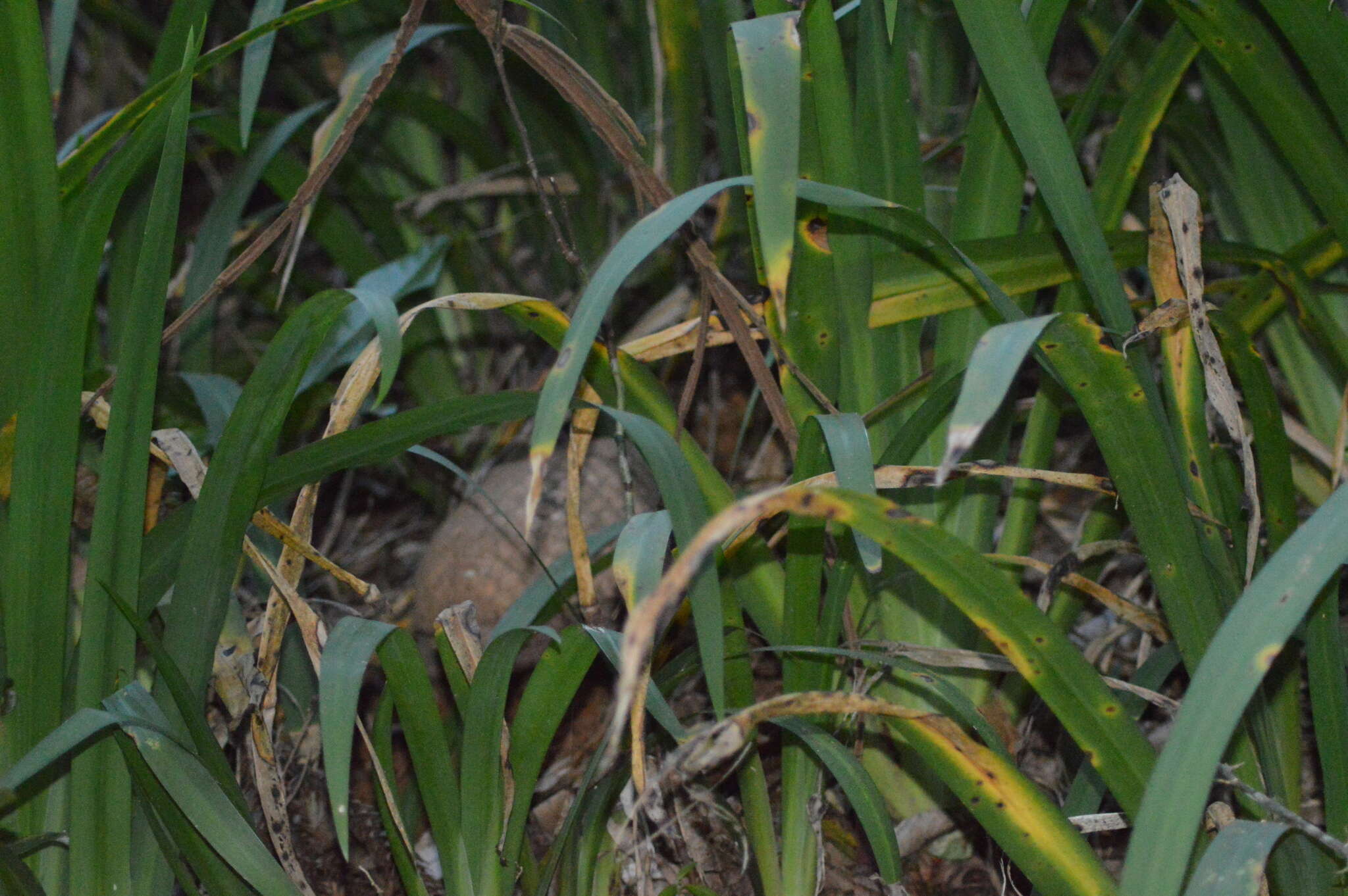 Image of Greater Naked-tailed Armadillo