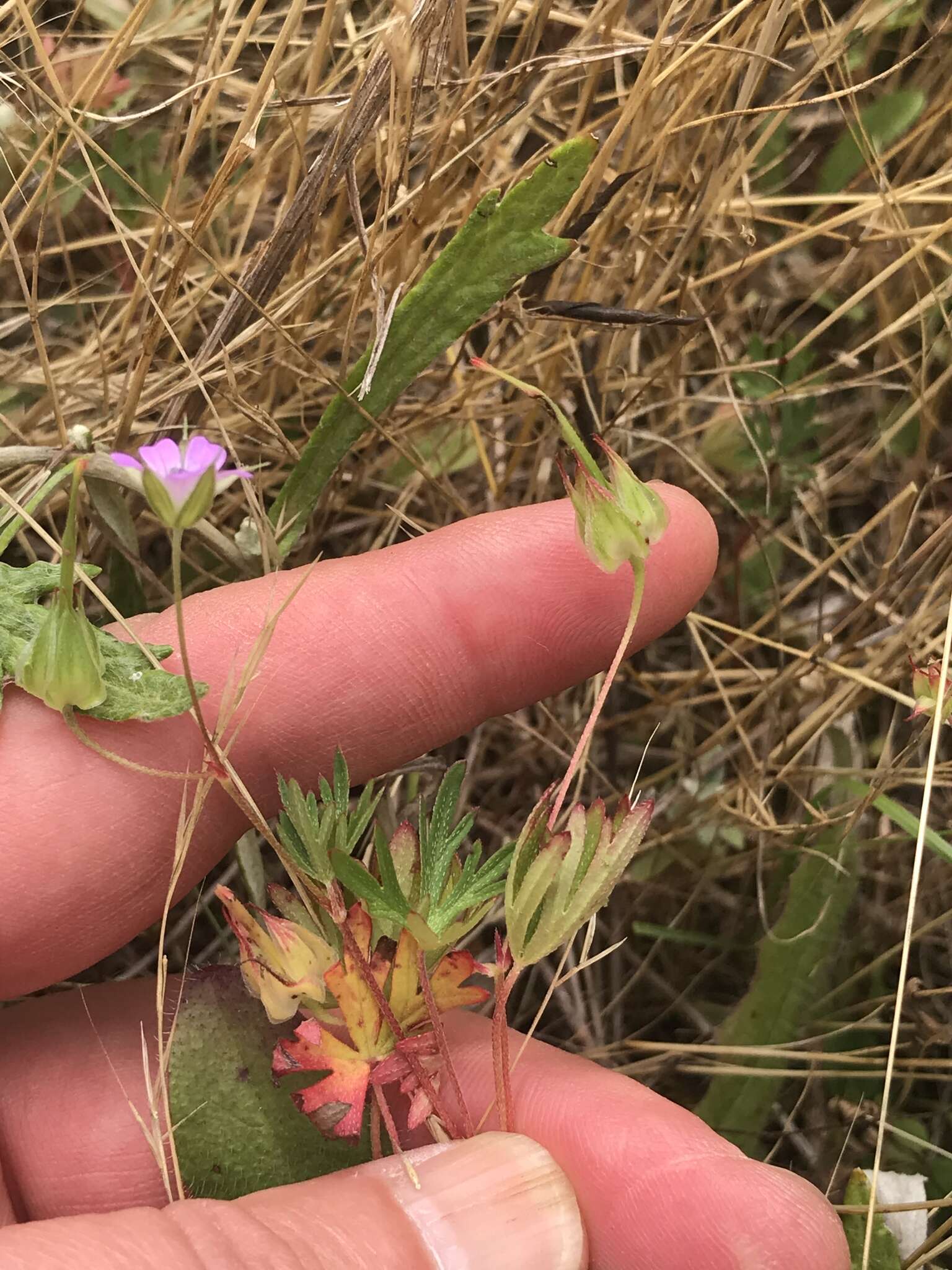 Plancia ëd Geranium columbinum L.