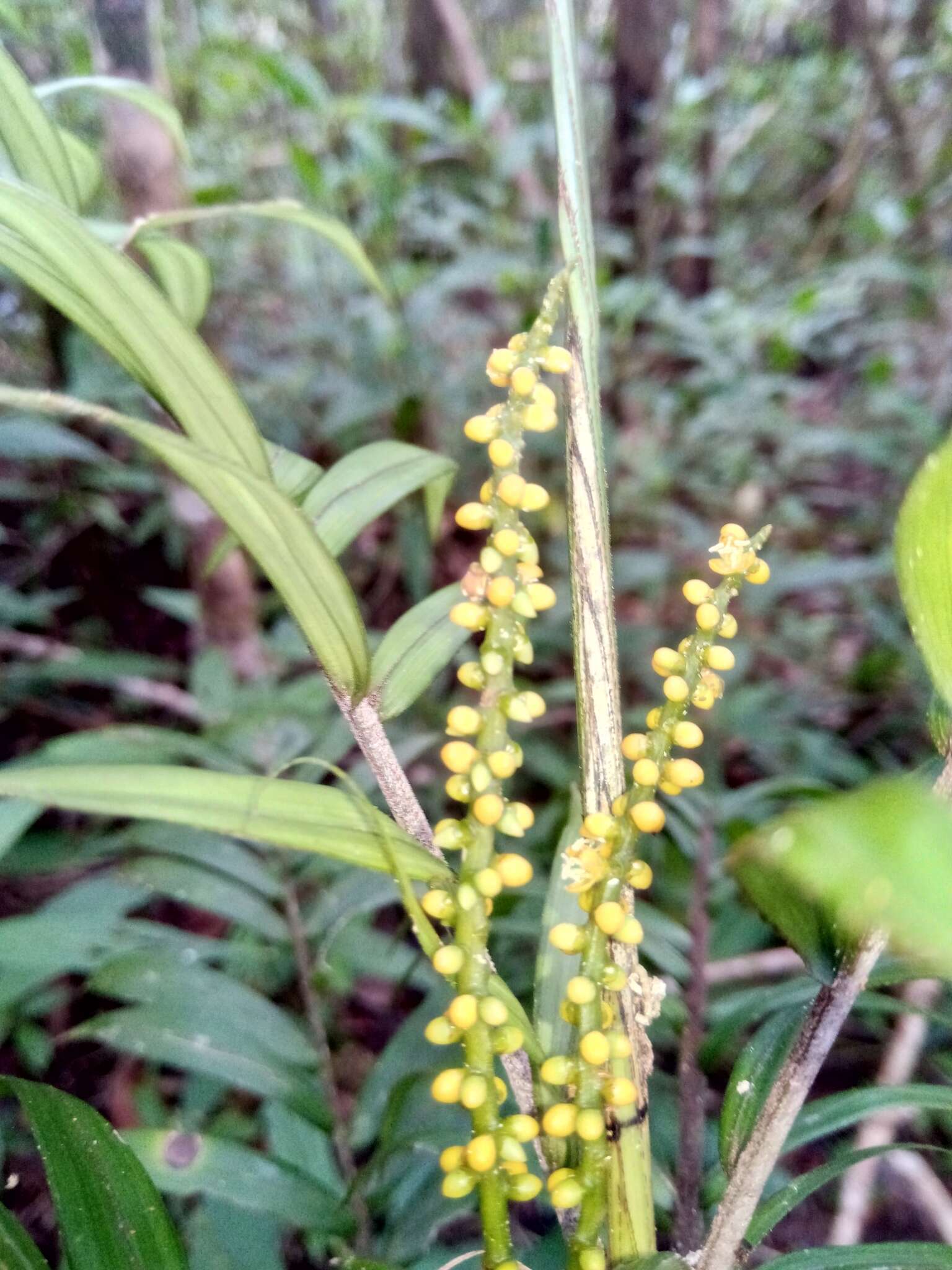 Image of Dypsis concinna Baker