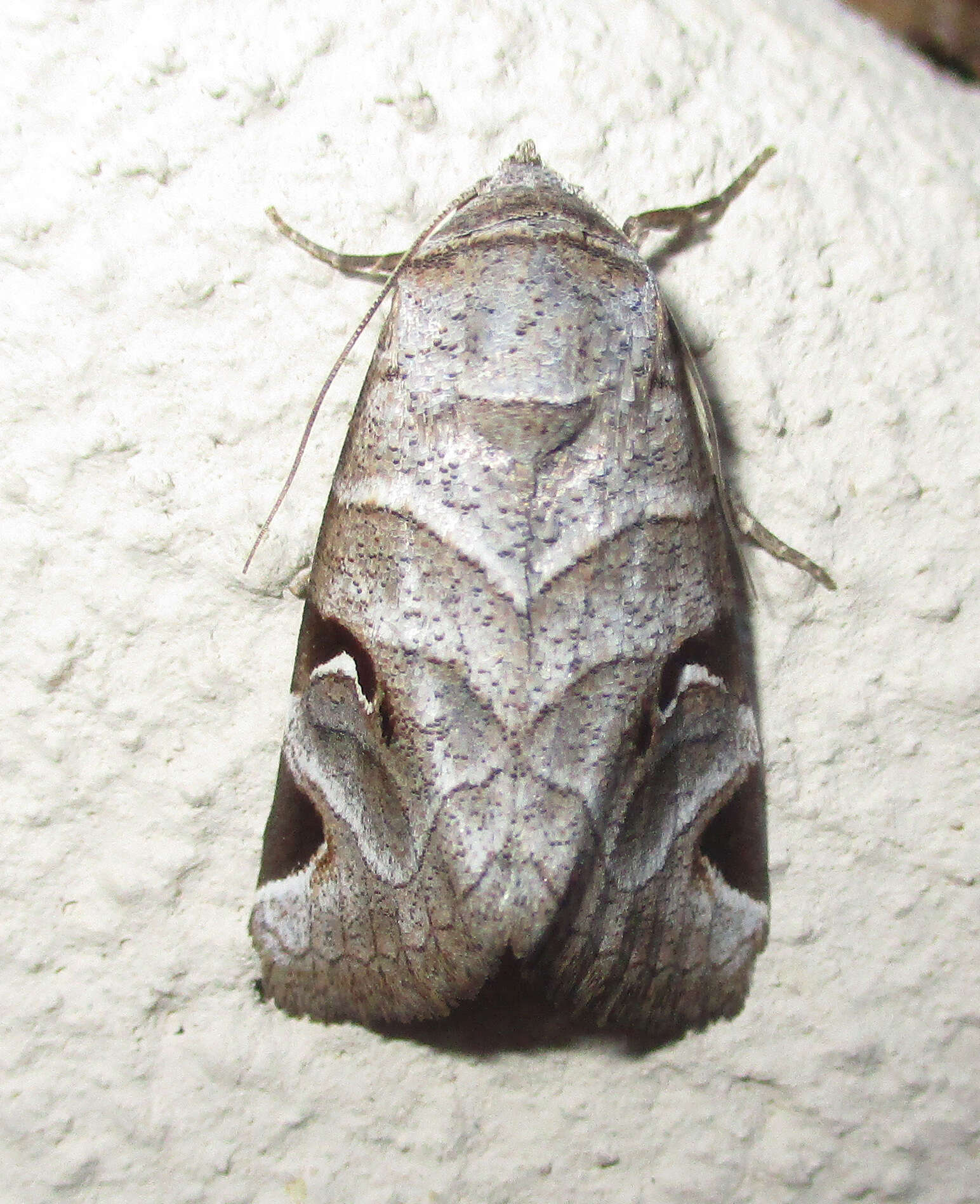 Image of Brevipecten cornuta Hampson 1902