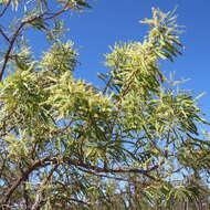 Image of Grevillea mimosoides R. Br.