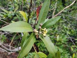 Image of California laurel