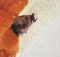 Myotis emarginatus (E. Geoffroy 1806) resmi