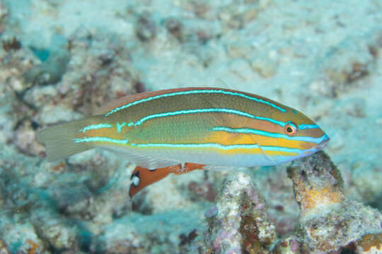 Image of Blue-ribbon wrasse