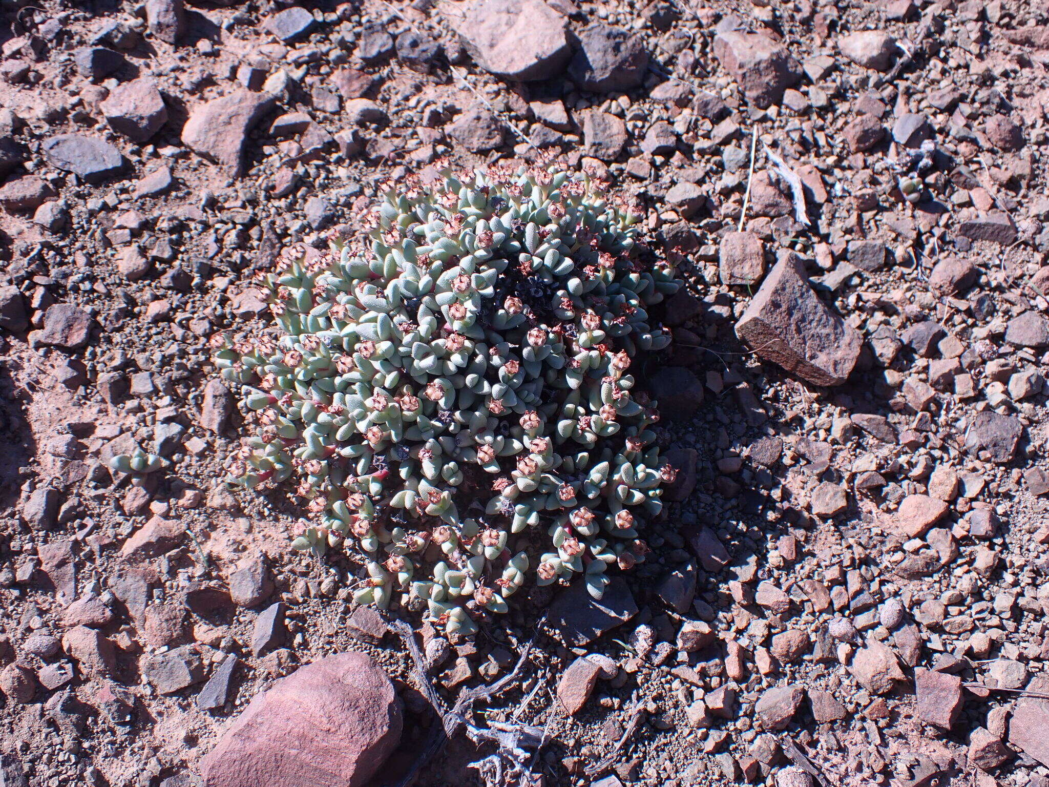 Imagem de Rhinephyllum graniforme (Haw.) L. Bol.