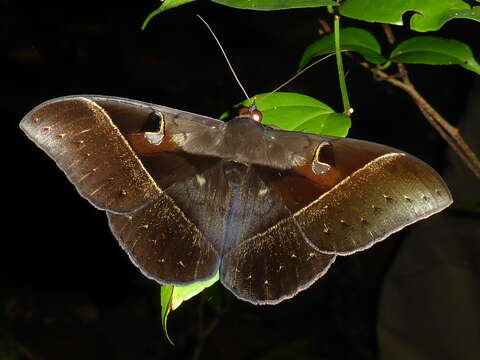 Image of Cyligramma joa Boisduval 1833