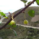 Plancia ëd Ribes pentlandii Britton