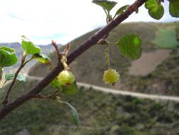 Plancia ëd Ribes pentlandii Britton