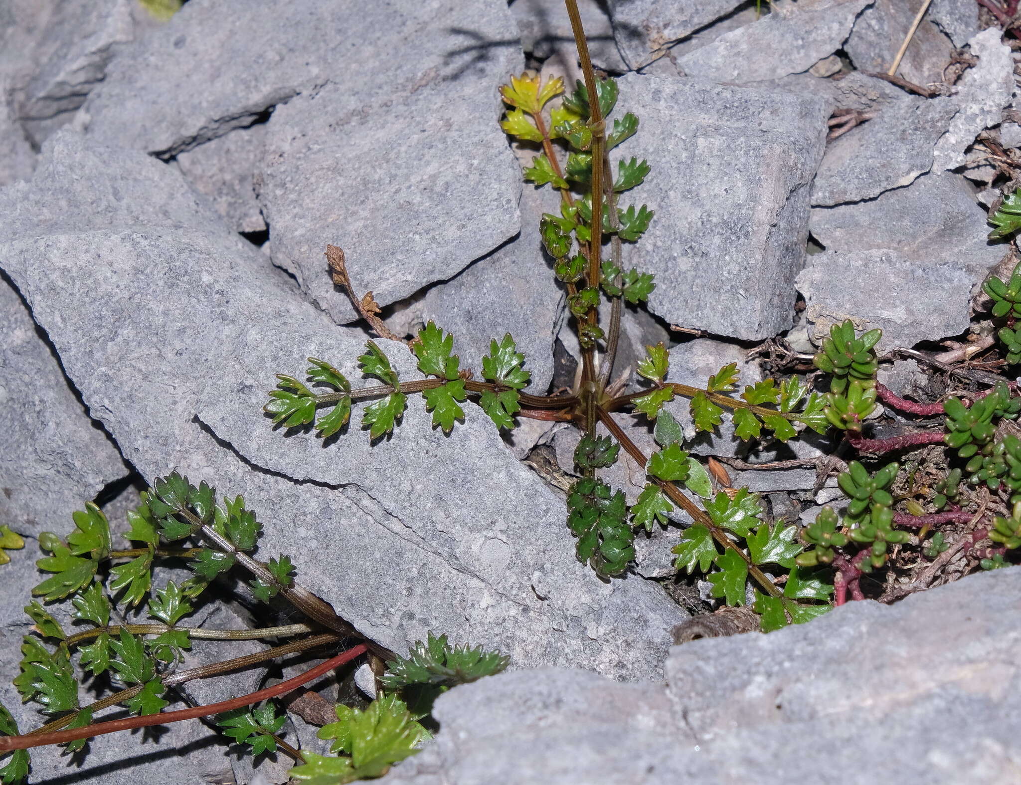 Imagem de Gingidia decipiens (Hook. fil.) J. W. Dawson