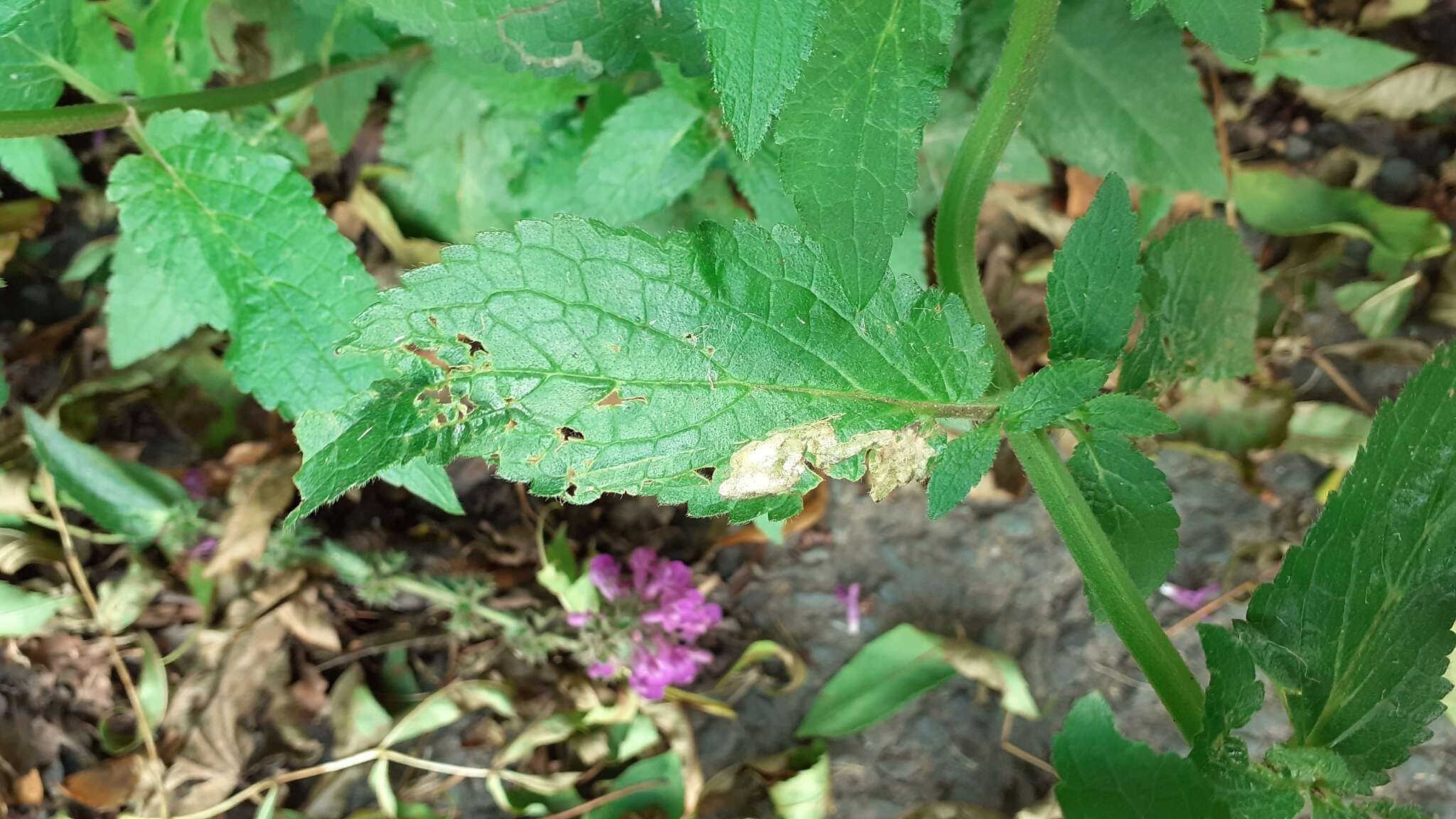 Image of Stachys ambigua Sm.