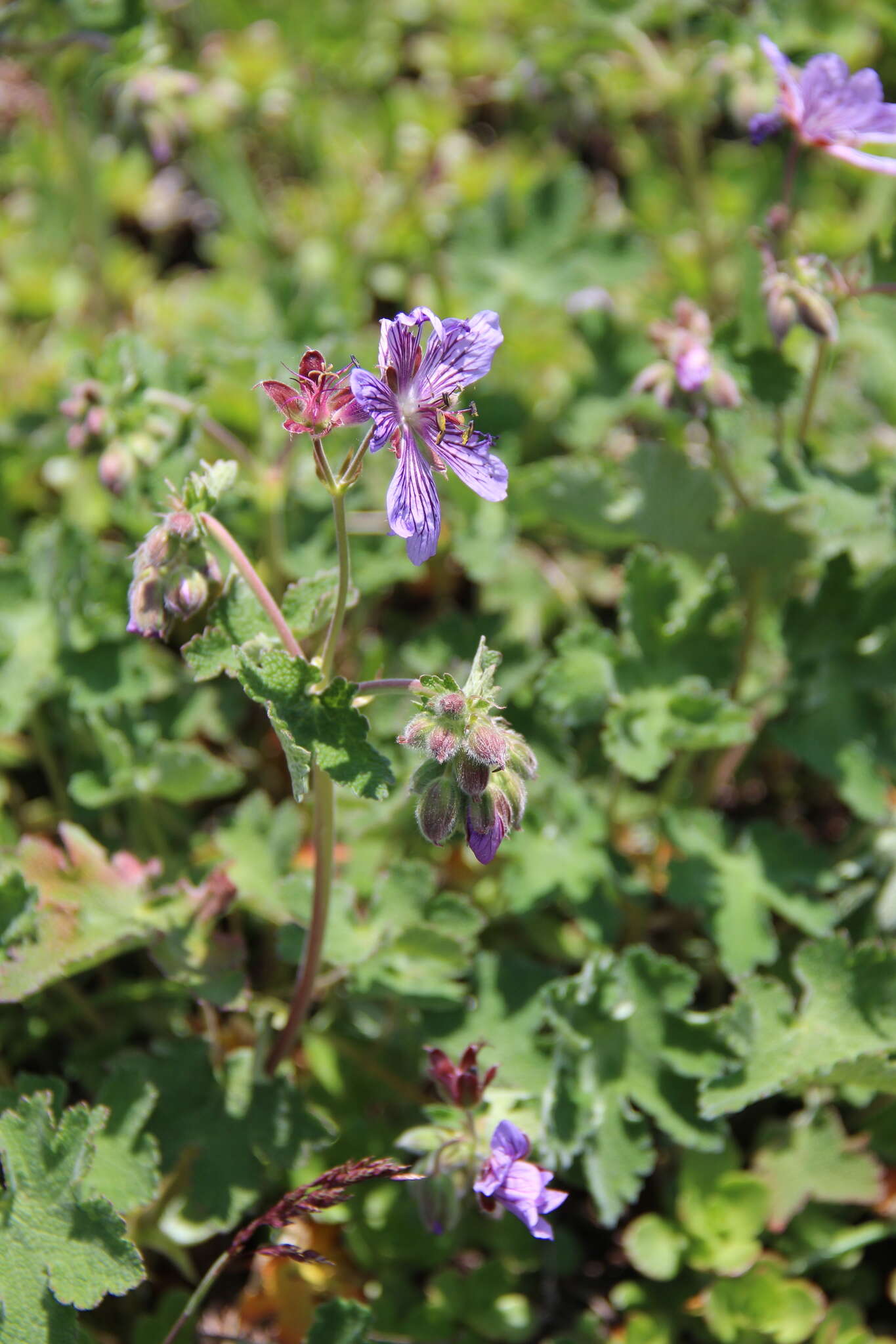 Image of cranesbill