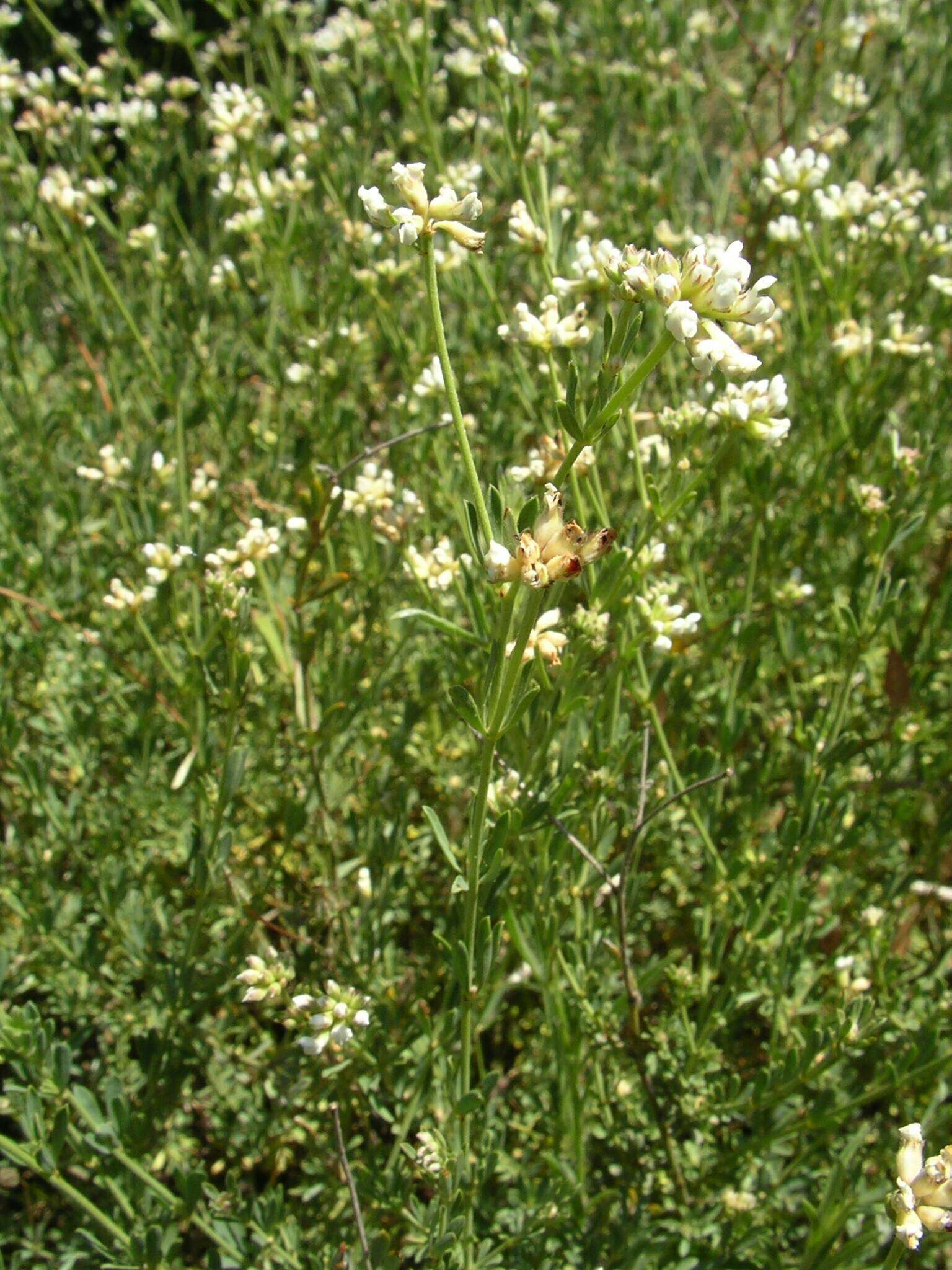 Image of Dorycnium pentaphyllum subsp. germanicum (Gremli) Gams