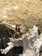 Image of Polistes peruvianus Bequard 1934