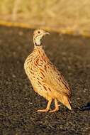 Image of Orange River Francolin