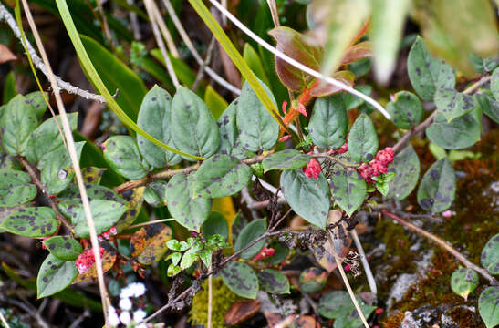 Image de Gaultheria glomerata (Cavanilles) Sleumer