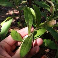 Image of Archibaccharis auriculata (Hemsl.) G. L. Nesom