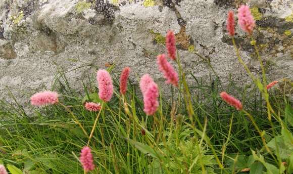 Image of Bistorta officinalis subsp. carnea (C. Koch) Sojak.