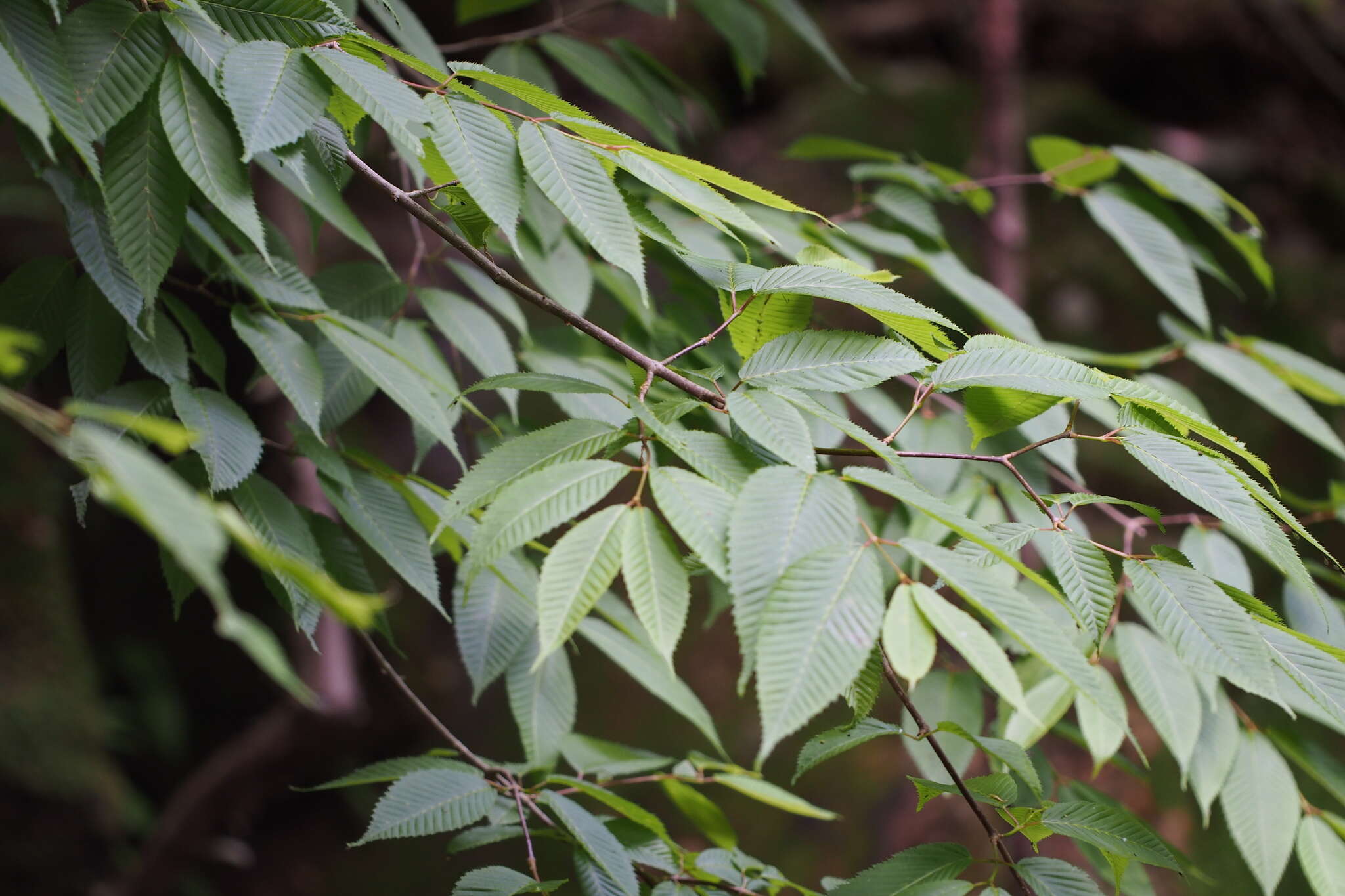 Imagem de Acer carpinifolium Sieb. & Zucc.