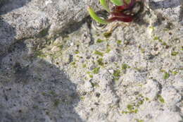 Image of Austroriella salta J. Milne & Cargill
