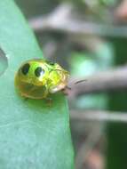 صورة Coptocycla (Coptocycla) roseocincta Boheman 1855