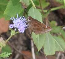 Image of Clouded Skipper