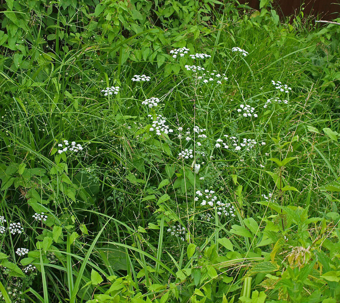 Imagem de Oenanthe aquatica (L.) Poir.