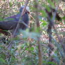 Image of Gray-fronted Quail-Dove