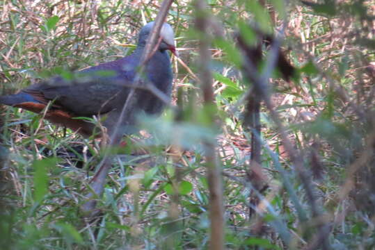 Image of Gray-fronted Quail-Dove