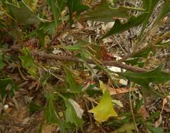 Image of Grevillea ilicifolia (R. Br.) R. Br.