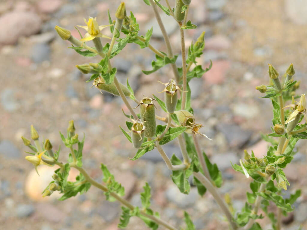 Image of wavyleaf blazingstar