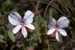 Слика од Pelargonium ovale (Burm. fil.) L'Her.