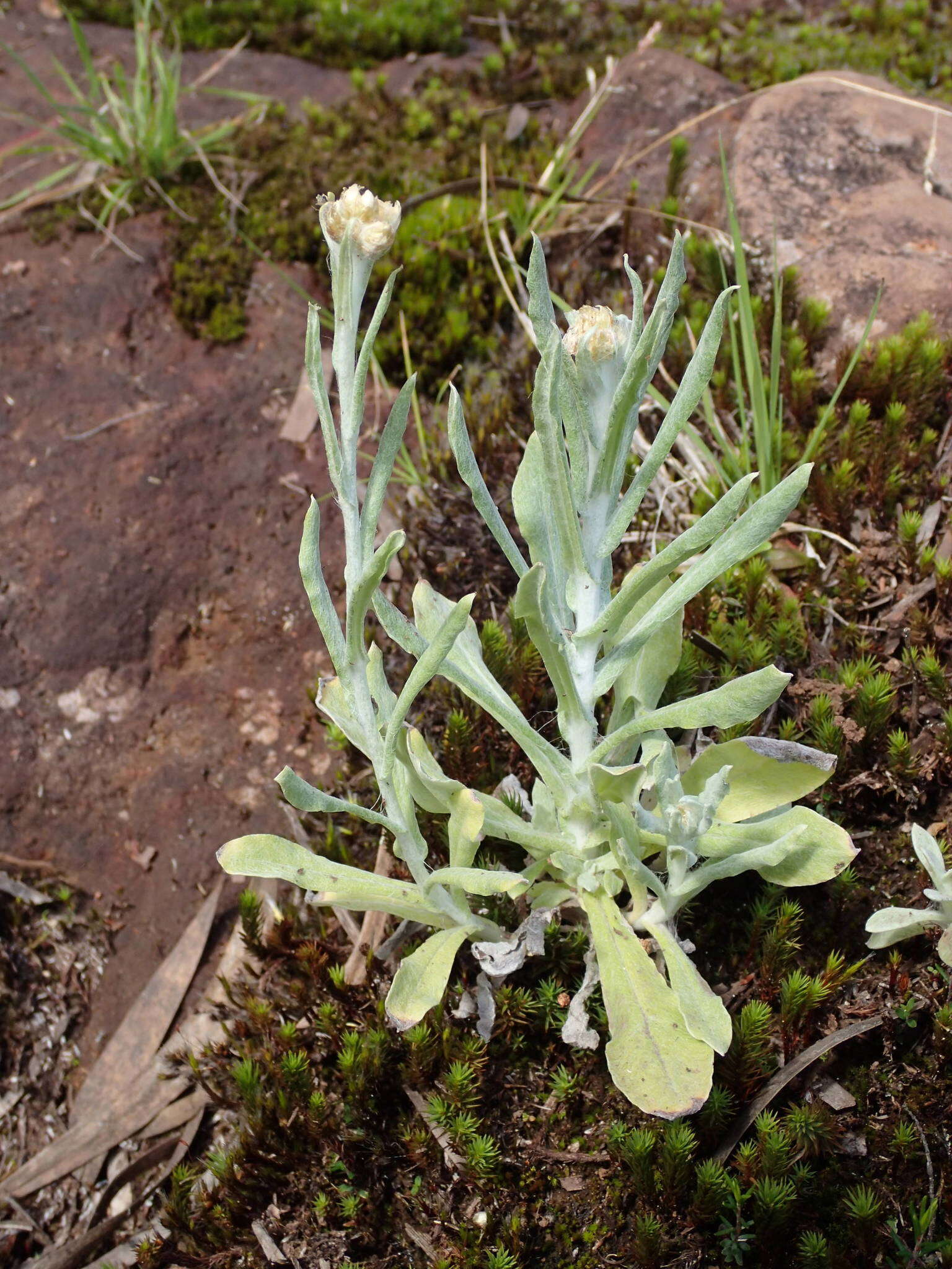 Plancia ëd Gnaphalium polycaulon Pers.