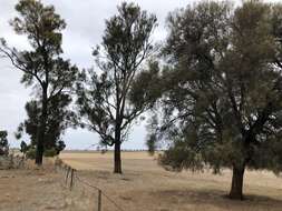 Image of bull-oak