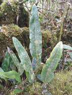 Image de Elaphoglossum lingua (Raddi) Brack.