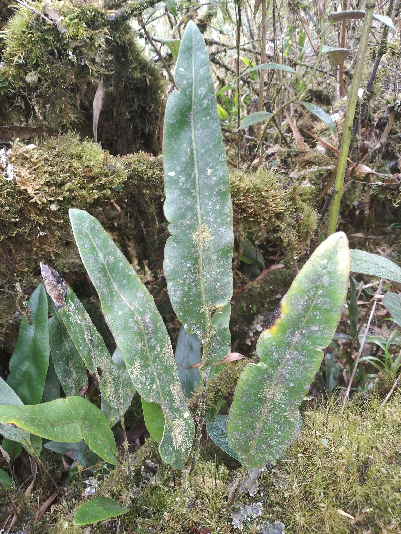 Imagem de Elaphoglossum lingua (Raddi) Brack.